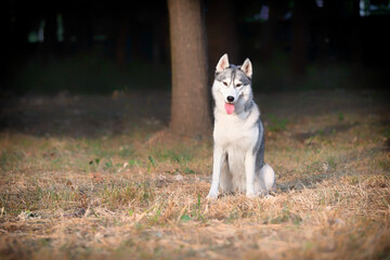 Naklejka na ściany i meble A young Siberian Husky female is sitting at the park. She has amber eyes and blue & white fur; the sun shines on her. Dried grass is around the dog, and a big tree trunk is in the background.