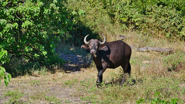 Insatiable Funny Looking African Buffalo (cape Buffalo, Syncerus Caffer) With Big Antlers And Blades Of Grass In Mouth And Nostril In Chobe National Park, Botswana, Africa.