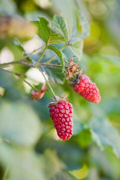 Organic Tayberries Grow in Orchard