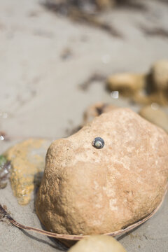 beach details, small shell on a rock