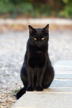 Beautiful black cat sits in bright garden and looks at the camera with serious eye