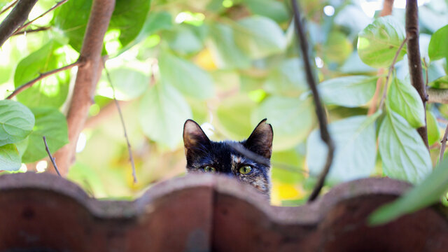Calico cat standing on garden wall amongst bright leaves
