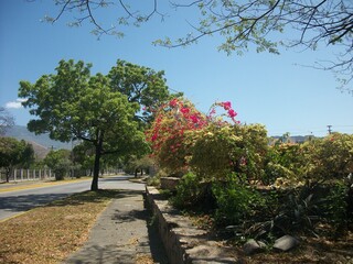 Camino de los arboles