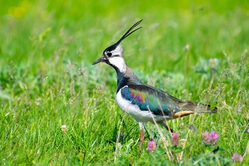 Northern lapwing walking in the meadow