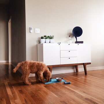Puppy Eating