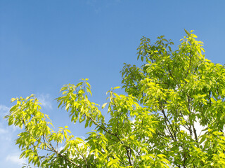 新緑と青空
