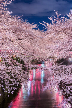 Japanese cherry blossoms at night over river