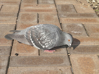 餌をついばむ公園のハト