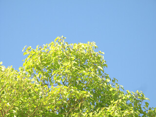 青空と新緑