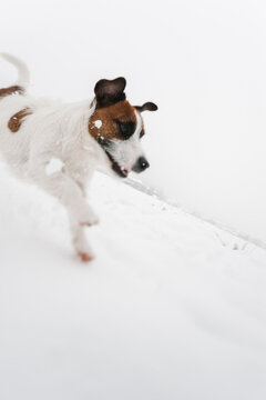 Happy Jack Russell dog in the snow
