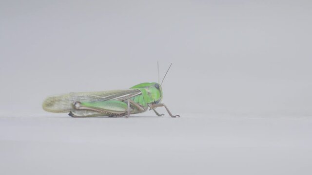 Close-up of green grasshopper with wings on white background. Stock. Green common grasshopper on white isolated background. Macrocosm of insects