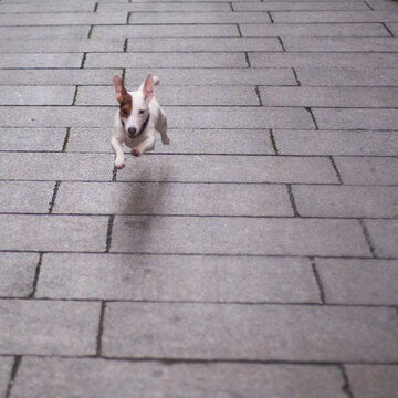 Little Jack Russell Terrier running