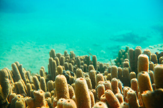 Underwater shot of the reef