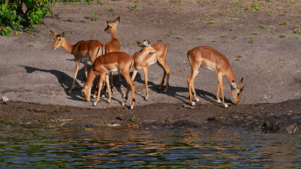 Small group of Springbok antelopes (antidorcas marsupialis)  grazing at the bank of Chobe River, on boat safari in Chobe National Park, Botswana, Africa.