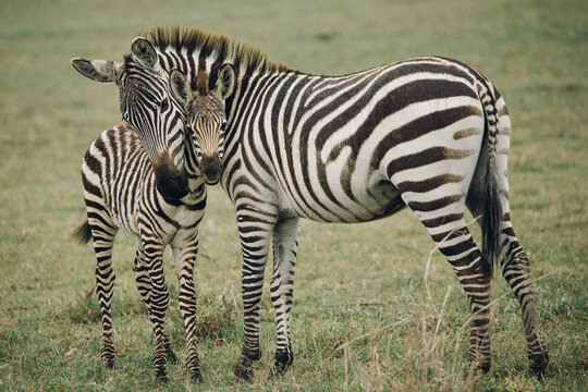 Mother and baby zebra
