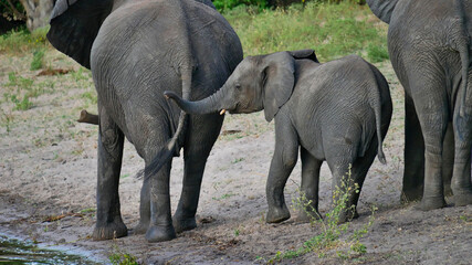 Cute little African elephant (loxodonta) walking between its full-grown companions and waving with its trunk on the bank of Chobe River on boat safari, Chobe National Park, Botswana, Africa.