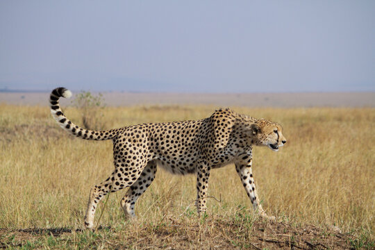 Cheetah