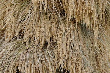 稲刈り後に乾燥させられる稲（稲架掛け）