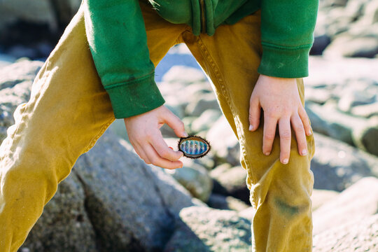 child holding chiton shell