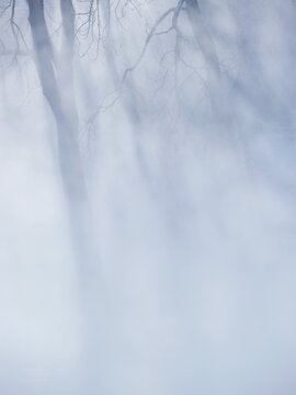 lake fog