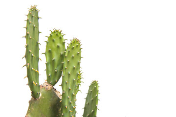 Cactus leaf isolated on white background