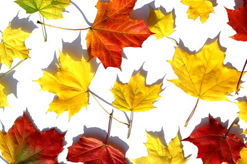 Texture of red and yellow maple leaves on a white background