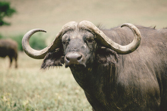 African Cape Buffalo