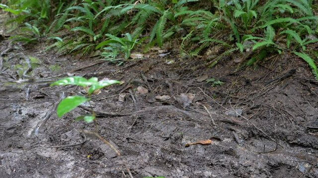Close-up, slow motion, hikers' rubber boots on a muddy path, Meares Island, British Columbia