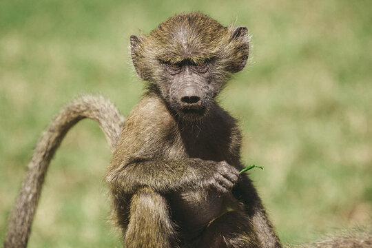 African baboon