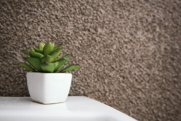 Succulent pot, on white shiny ceramic, with cement background.