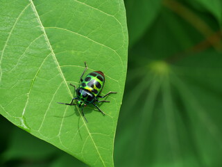 The Rainbow Shield Bug on leaf plant tree with natural green background, Beautiful colored tropical insects in Thailand