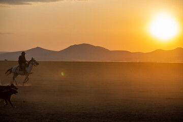 Wild horses run in foggy at sunset. Near Hormetci Village, between Cappadocia and Kayseri, Turkey