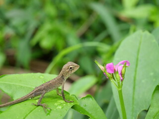 Baby Oriental garden or Eastern garden or Changeable lizard looking pink flower blossom on tree with natural green leaves in the background. Thailand