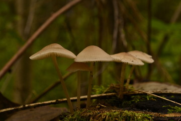 mushroom in the forest