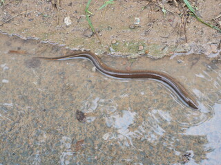 Eel in shallow water, A long fish like a snake on wet dirt land in Thailand