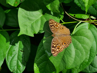 The Lemon Pansy (Junonia lemonias) butterfly with the pattern similar to the eyes on the wings, Insect on leaf with natural green background , Thailand