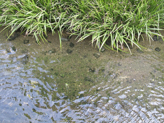 人工川のせせらぎと水草