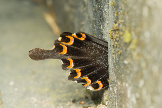 butterfly wing out of a crevice in the wall