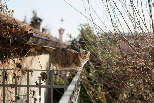 Cat balacing on terrace iron railing in wintry garden