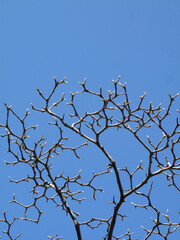 青空と木の枝のシルエット