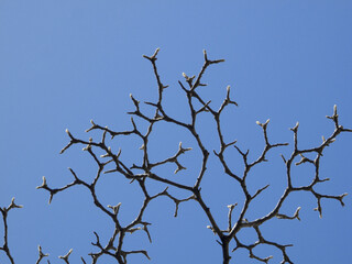 Fototapeta na wymiar 青空と木の枝のシルエット