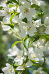 Obraz premium apple tree flowers