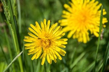 yellow dandelions in the grass