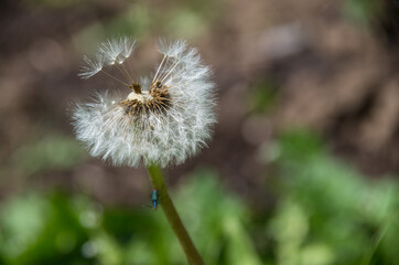 dandelion in the wind