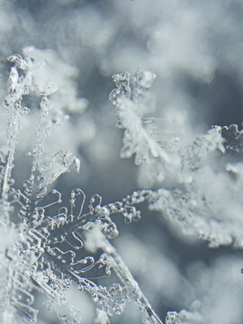 snowflakes