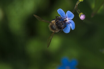 Fototapeta na wymiar bee on flower forget-me-not close up
