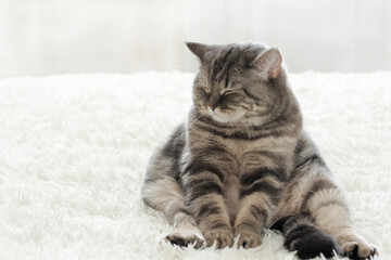 Scottish straight cat sitting sleeping on the bed