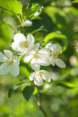 Obraz na płótnie Canvas apple tree blossom in spring
