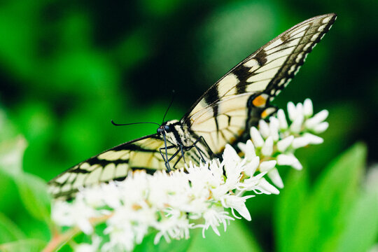 Buttefly