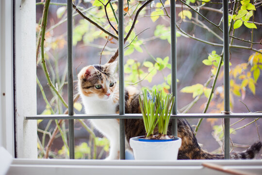Cat discovering blossomed flowers in pot - Powered by Adobe
